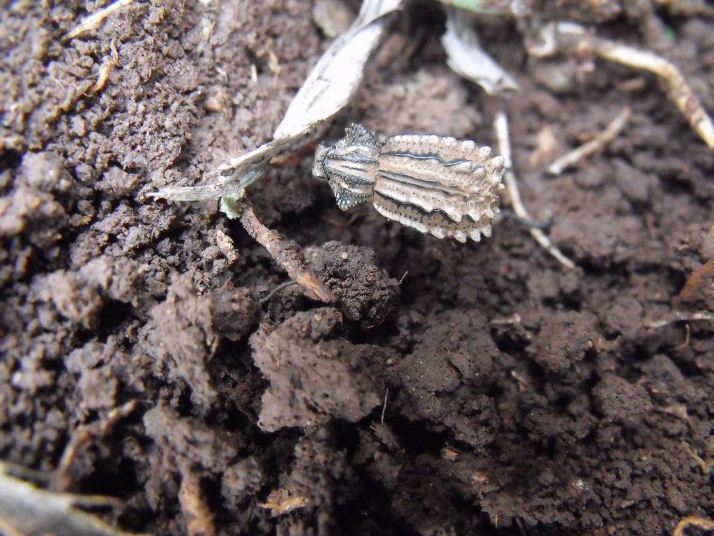 Brachycerus albidentatus - Brachyceridae